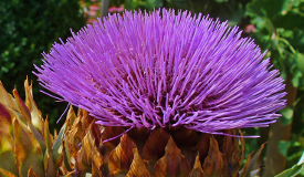 Cynara scolymus